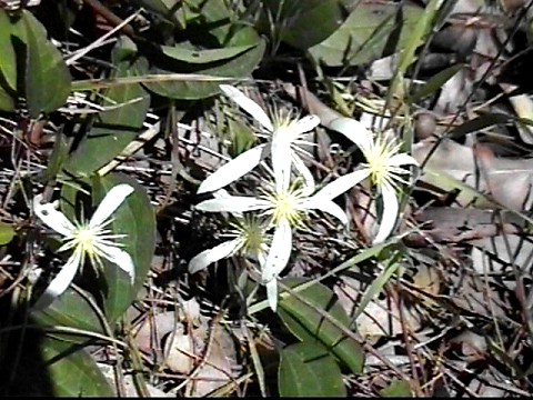 old_mans_beard_clematis_pubescens.jpg