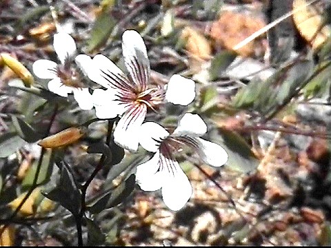 painted_billardiera_billardiera_bicolor.jpg
