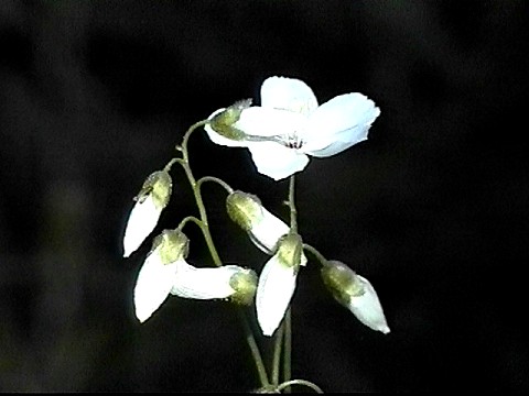 pale_sundew_drosera_pallida.jpg