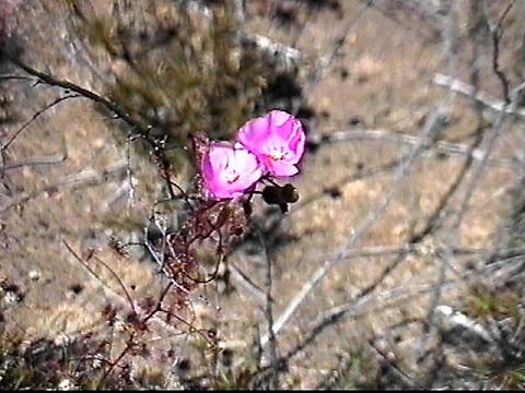 rainbow_creeper_drosera_menziesii.jpg
