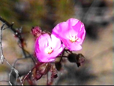 rainbow_creeper_drosera_menziesii_1.jpg