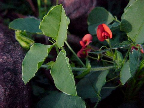 rusty_kennedia_kennedia_stirlingii_1.jpg